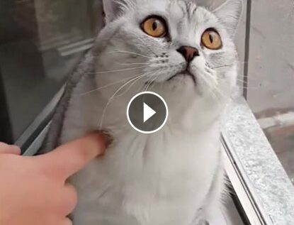 VIDEO LOL | Ea e cea mai concentrată pisică din lume!
