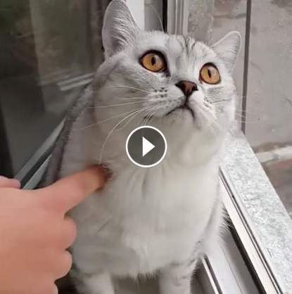 VIDEO LOL | Ea e cea mai concentrată pisică din lume!