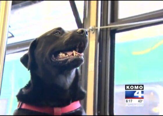 VIDEO OMG | Câinele acesta merge singur în parc cu autobuzul!