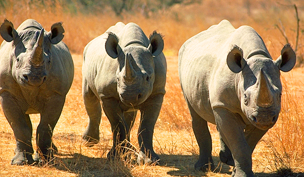 VIDEO LOL | 3 rinoceri au scăpat de la Grădina Zoologică din Israel