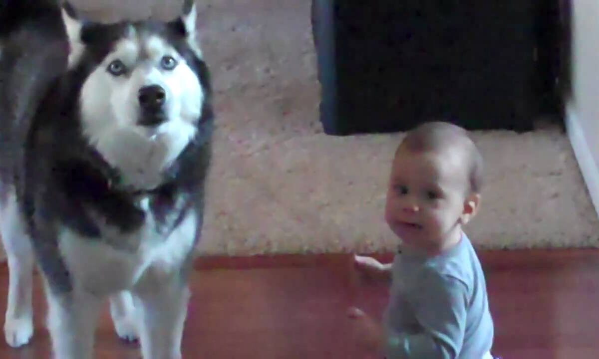 VIDEO OMG | Copilul acesta îi vorbeşte câinelui, iar animalul îi răspunde!