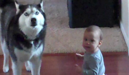 VIDEO OMG | Copilul acesta îi vorbeşte câinelui, iar animalul îi răspunde!
