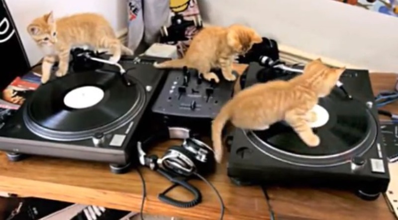 VIDEO LOL | Cine zicea că pisicile nu se pricep la muzică? Ele sunt DJ Cats!