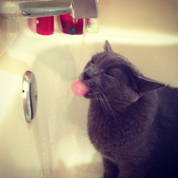 FOTO CUTE | Unele pisici iubesc apa