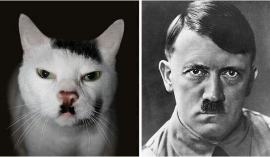 GALERIE FOTO | TOP 13 pisici ciudate. Aproape că nu vei crede că sunt reale!