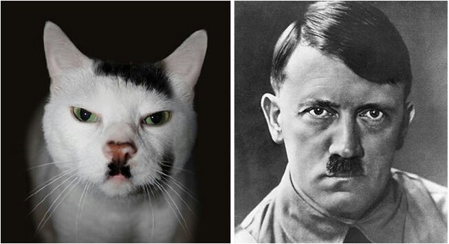 GALERIE FOTO | TOP 13 pisici ciudate. Aproape că nu vei crede că sunt reale!