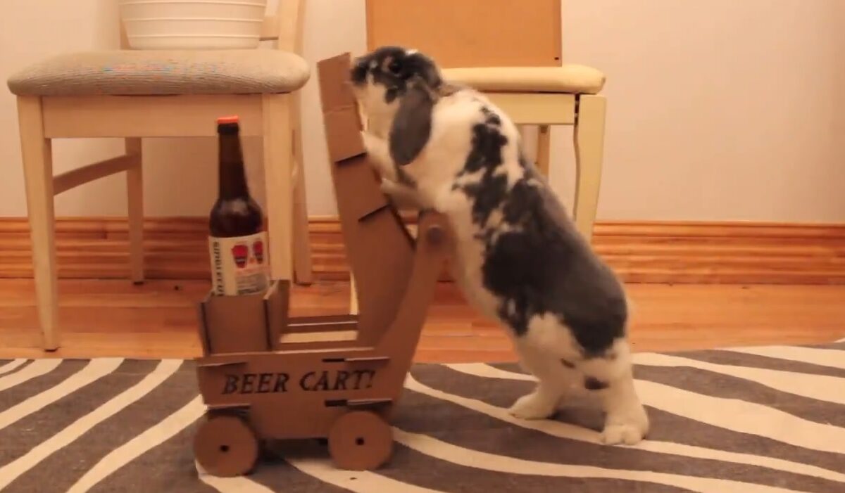 VIDEO LOL | El și-a dresat iepurele să-i aducă bere!
