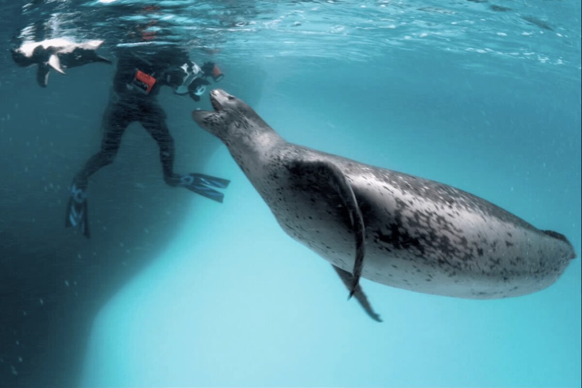 FOTO OMG | Un fotograf era să fie mâncat de o focă leopard! Vezi cum a scăpat!