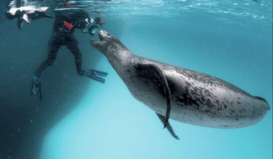 FOTO OMG | Un fotograf era să fie mâncat de o focă leopard! Vezi cum a scăpat!