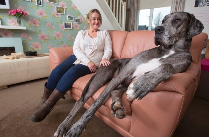 VIDEO OMG | Freddy cel mai mare câine din Marea Britanie!
