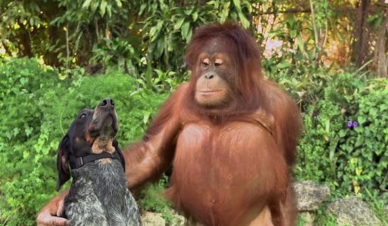 VIDEO FRUMI | Chiar se poate ca TOATE animalale să fie prietene între ele!