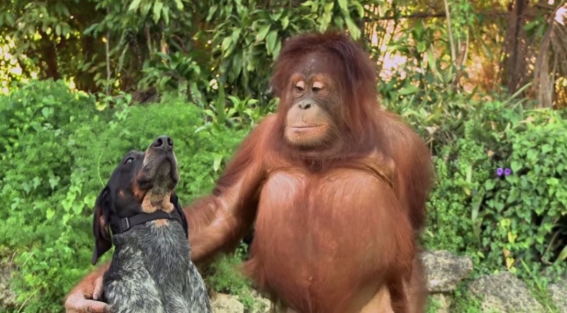 VIDEO FRUMI | Chiar se poate ca TOATE animalale să fie prietene între ele!