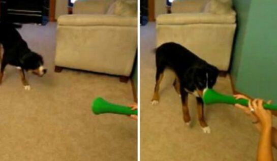 VIDEO LOL | Câinii urăsc vuvuzelele. Uite cum reacţionează când le aud!