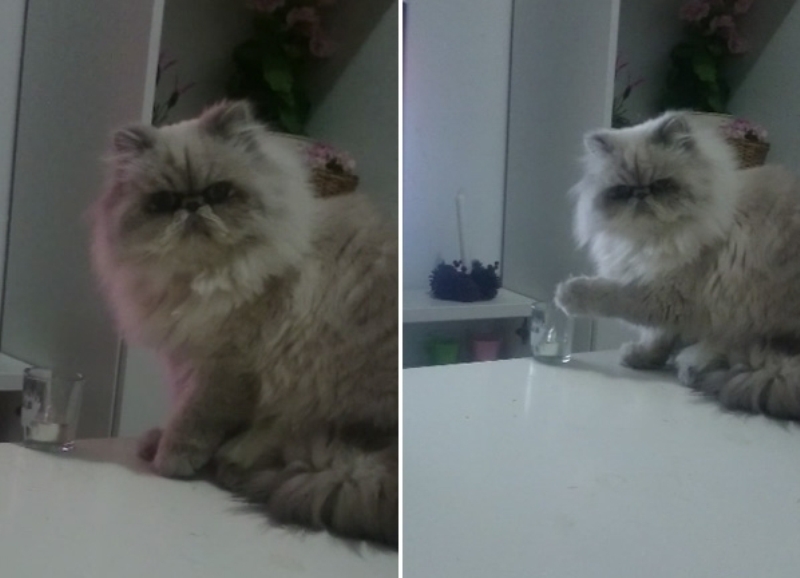 VIDEO LOL | Asta e cea mai nesimțită pisică!