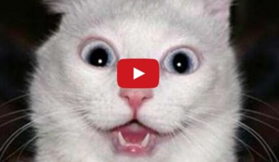VIDEO LOL | TOP 9 cele mai ciudate sunete scoase de animale! :))