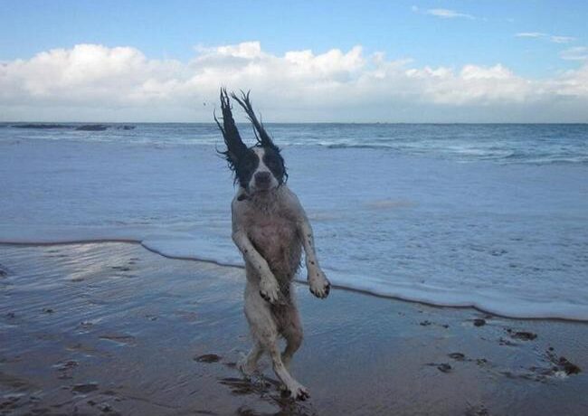 FOTO LOL | 9 fotografii inexplicabile cu câini în ipostaze ciudate