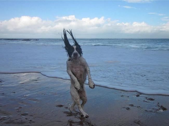 FOTO LOL | 9 fotografii inexplicabile cu câini în ipostaze ciudate