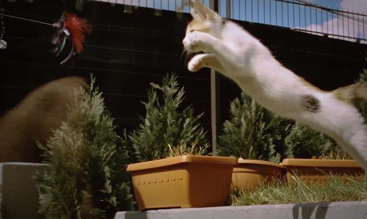 VIDEO LOL | Joaca unei pisici a fost filmată în slow motion