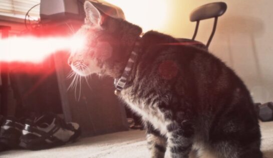 VIDEO BETON | Fă cunoştinţă cu Super Cat. are puteri supranaturale