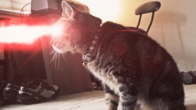 VIDEO BETON | Fă cunoştinţă cu Super Cat. are puteri supranaturale
