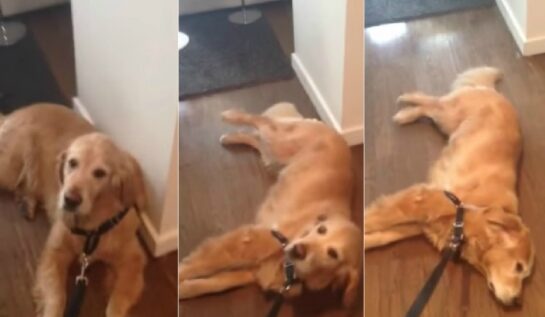 VIDEO LOL | El e cel mai leneş câine din lume! Uite cum reacţionează când stăpânul vrea să-l scoată la plimbare