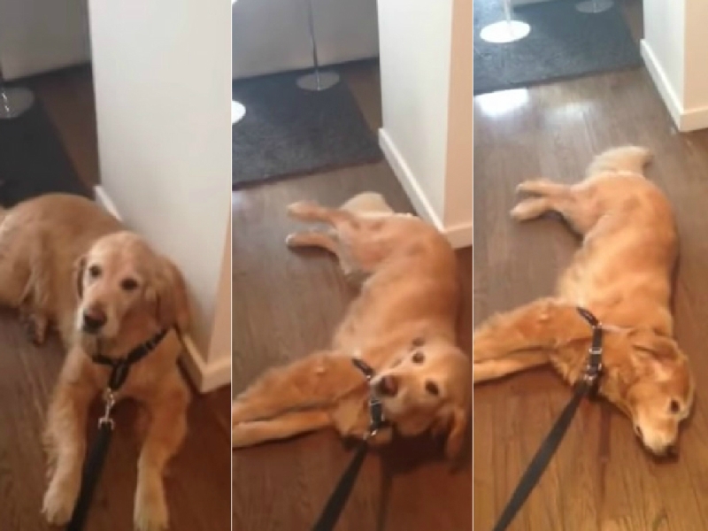 VIDEO LOL | El e cel mai leneş câine din lume! Uite cum reacţionează când stăpânul vrea să-l scoată la plimbare