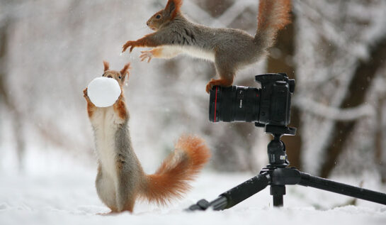 FOTO FRUMI | Asta e cea mai drăguță joacă de veverițe fotografiată vreodată