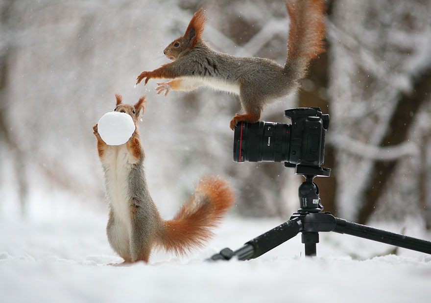 FOTO FRUMI | Asta e cea mai drăguță joacă de veverițe fotografiată vreodată
