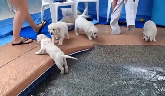 VIDEO FRUMI | Puiuții de labrador înoată pentru prima dată!