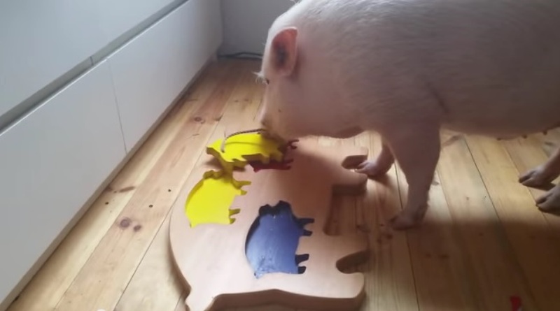 OMG! El e cel mai deștept porcușor. Poate rezolva puzzle-uri!