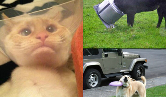Top 10 GIF-uri amuzante cu animale care au o zi foarte proastă