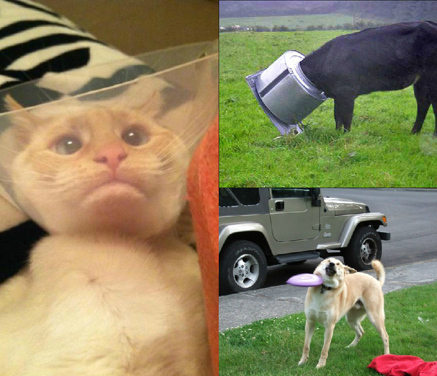 Top 10 GIF-uri amuzante cu animale care au o zi foarte proastă