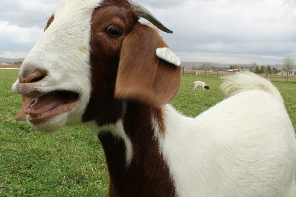 VIDEO LOL | Cele mai ciudate capre urlă exact ca oamenii! Vezi o compilație funny!
