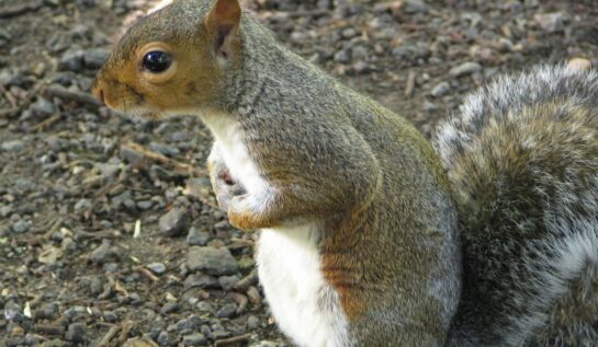 VIDEO LOL | Trebuie să vezi cum reacţionează o veveriţă care s-a îmbătat după ce a mâncat fructe fermentate