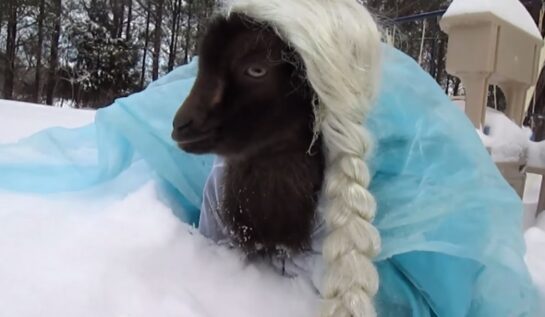Capra îmbrăcată în Elsa este cel mai bun lucru care a apărut pe internet!