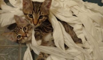 TOP 9 pisici care ”habar n-au” cum s-a produs dezastrul din casa stăpânilor