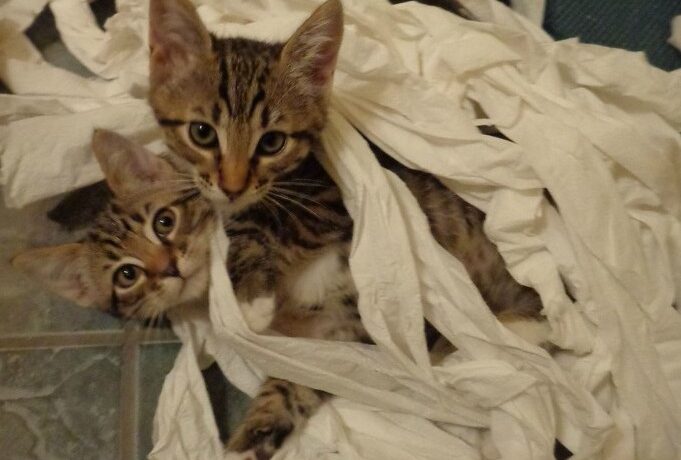 TOP 9 pisici care ”habar n-au” cum s-a produs dezastrul din casa stăpânilor