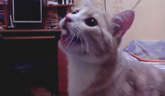 VIDEO LOL | Pisica asta se crede câine! Uite cum se joacă cu stăpânul!