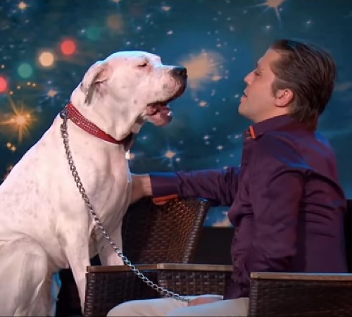 VIDEO FRUMI | Un câine cu talente muzicale cântă unul dintre cele mai mari hituri din istorie!