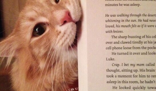 16 pisici ambițioase care ar face orice să nu lase stăpânii să citească!