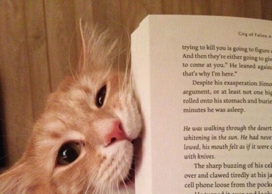 16 pisici ambițioase care ar face orice să nu lase stăpânii să citească!