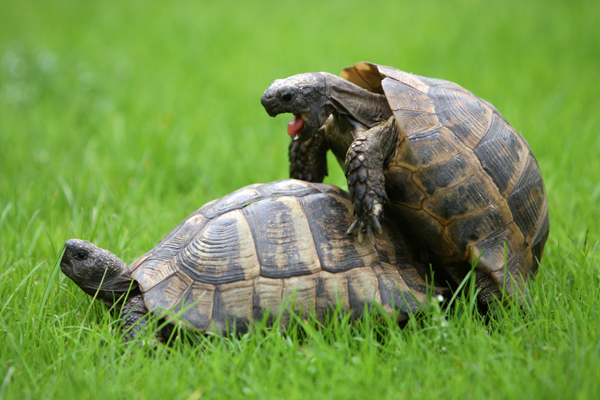 VIDEO LOL | ASTA se întâmplă dacă întrerupi o ţestoasă din sex!