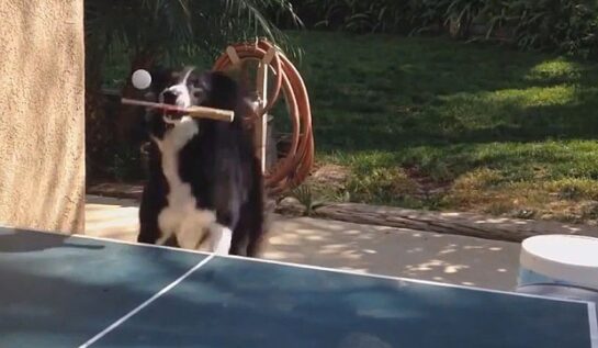 VIDEO BETON | Câinele ăsta joacă tenis de masă mai bine ca tine!
