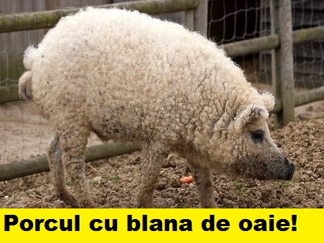 Pentru că nu le prea place carnea de miel, geneticienii români au creat pentru Paște porcul cu blană de oaie!