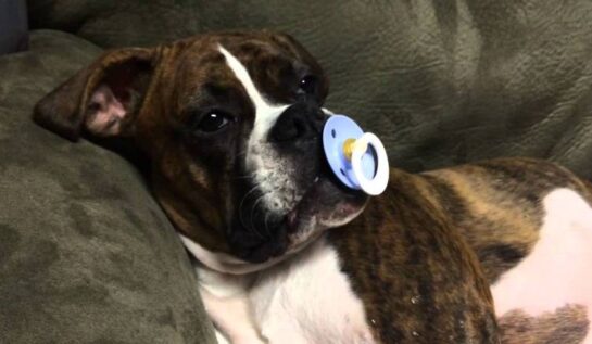 VIDEO | Căţeluşa asta nu poate adormi dacă nu are suzeta în gură