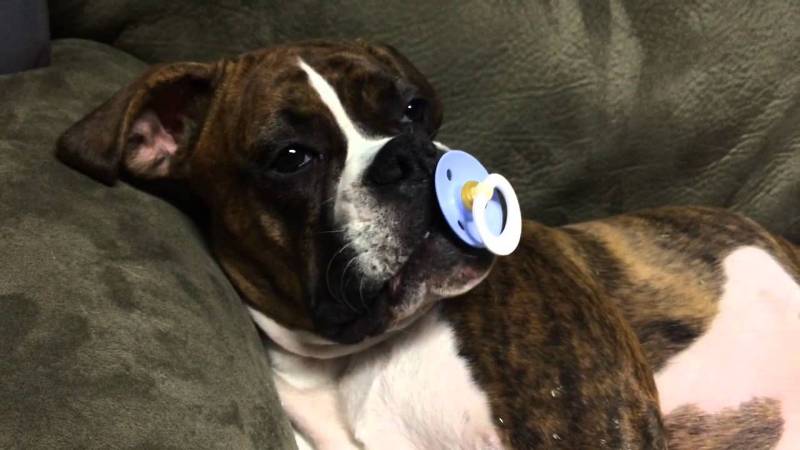 VIDEO | Căţeluşa asta nu poate adormi dacă nu are suzeta în gură