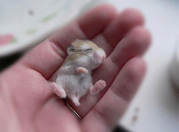 15 animale atât de mici încât încap în palmă