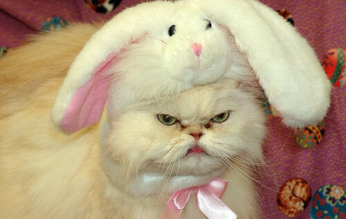 GALERIE FOTO LOL | 16 pisici care sigur au urât din tot sufletul Paştele
