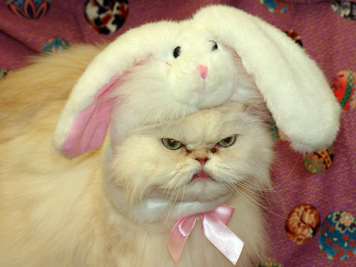 GALERIE FOTO LOL | 16 pisici care sigur au urât din tot sufletul Paştele