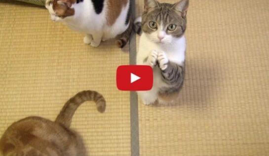 VIDEO LOL | Pisica asta se roagă, la propriu, de stăpân să îi dea mâncare